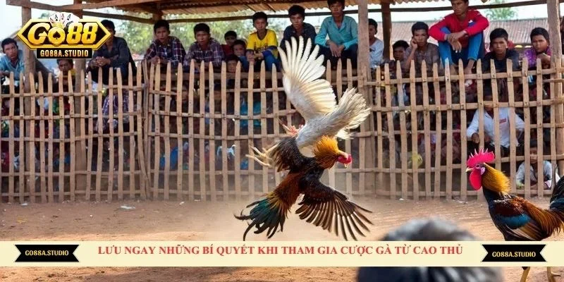 Lưu ngay những bí quyết khi tham gia cược gà từ cao thủ